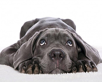 The Cat did it, blue, dog, eyes, ears, cute HD wallpaper