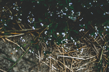 Flowers, Grass, Plant, Branches HD wallpaper