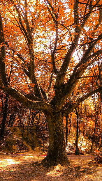 Autumn tree , Vibrant foliage, Tranquil landscape, Nature's palette HD phone wallpaper