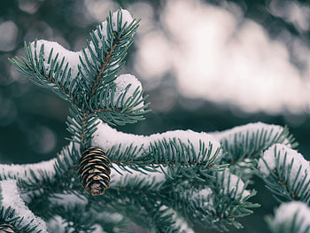 Cones, Snow, Macro, Fir, Spruce HD wallpaper