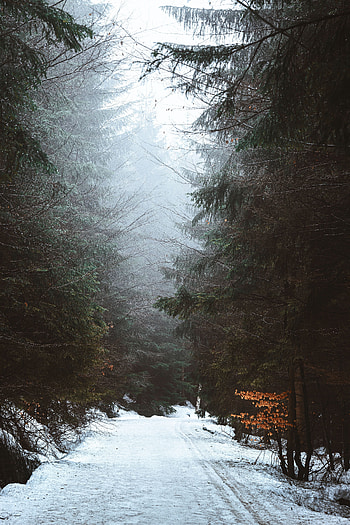 Winter, Nature, Snow, Road, Forest, Fog HD phone wallpaper