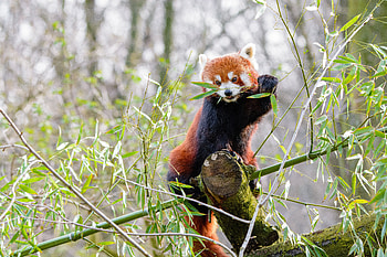 Animals, Branches, Bamboo, Red Panda HD wallpaper