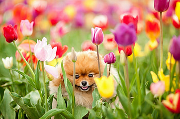 Tulips, Pomeranians HD wallpaper