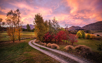 early morning near queenstown new zealand r, morning, trees, road, r, sunrise, countryside HD wallpaper