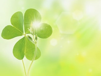 Leaf, greenish, smooth HD wallpaper