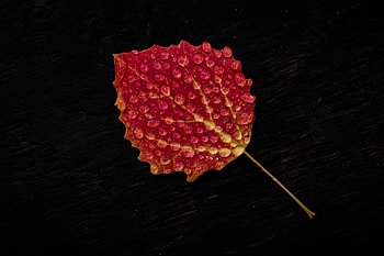Drops, Macro, Sheet, Leaf HD wallpaper
