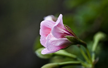 Colorful flower, leaves, stem, green, violet HD wallpaper