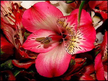 Flower closeup, pink, beautiful, flowers HD wallpaper