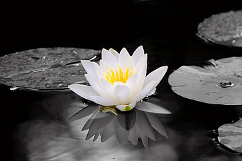 White, water lily, flowers, pond, portrait HD wallpaper
