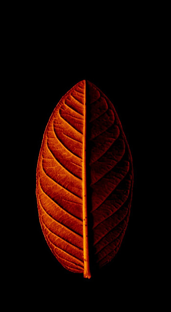 তোমারি জোনে সাজানো সাপ, tiktok, Nsta HD phone wallpaper