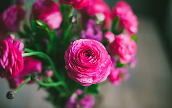 RANUNCULUS, PETALS, NATURE, COLORS, STEMS HD wallpaper