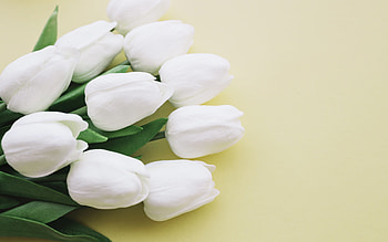 White Tulips on yellow background, White, Flowers, Tulips, Nature HD wallpaper