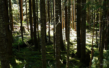 Into the Light, woods, washington, trees, , forest HD wallpaper