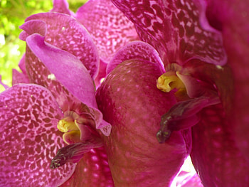 pink orchid, purple, pink, ruby, orchidea, flower, red, beautiful, orchid HD wallpaper