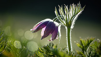 Amenone, naturte, pretty, flower HD wallpaper