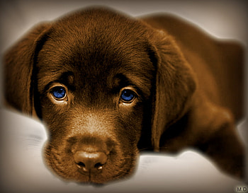 dog, dany, mna, sarah, boudi HD wallpaper