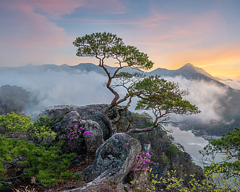 Tree on Top of Cliff, fog, cliff, sunrise, tree HD wallpaper