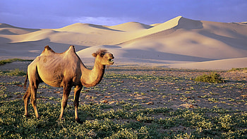 Gobi Desert, Camels HD wallpaper