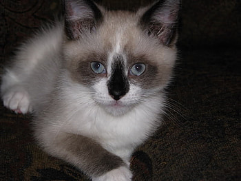 Sweet looking ;), blue, sunshine, sweet, white, grey, cats, eyes, delicate, brown, animals, felines, spoon, forever HD wallpaper