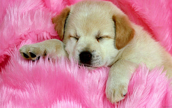 Animals, To Lie Down, Lie, Dog, Muzzle, Puppy HD wallpaper