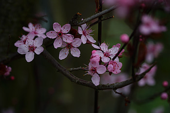 Cherry flowers, pink, portrait HD wallpaper