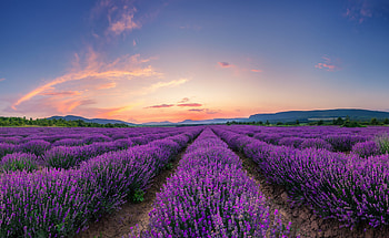 Lavender Fields at Dusk – Stunning Nature, field, nature, lavender HD wallpaper