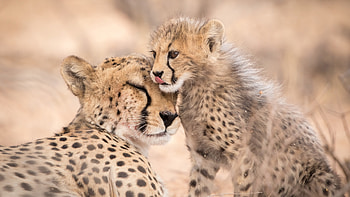Cheetah And Cub Are Sitting In Blur Background Cheetah HD wallpaper