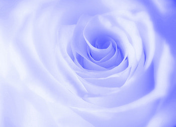 Rose, roses, mouve, soft, flowers HD wallpaper