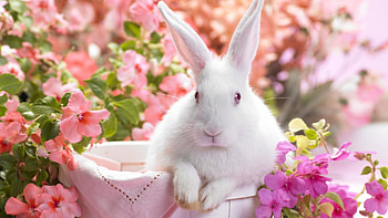 Animals, Rabbits HD wallpaper