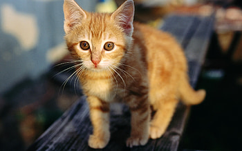 Kitten, cats, orange, kitties, animals HD wallpaper
