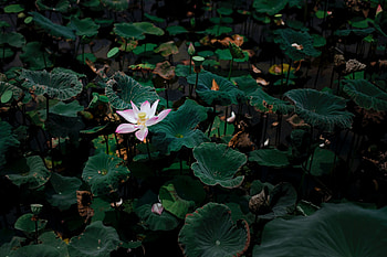Flowers, Leaves, Lotus, Lake, Flower HD wallpaper