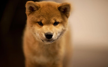 Akita , 40 HD wallpaper