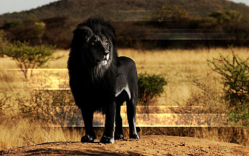 Animals, Rock, Lion, Stone, Mane, Black Lion HD wallpaper