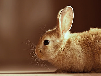Animals, Rabbits HD wallpaper