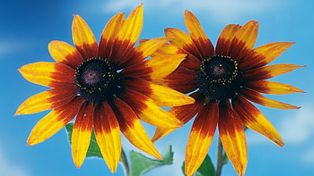 Sunflowers, sky, sunflower, red, yellow HD wallpaper