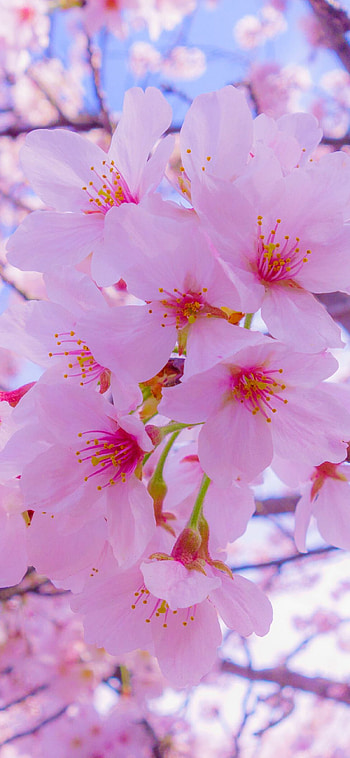 Spring landscape, Nature in bloom, Floral wonders, Renewal and growth HD phone wallpaper