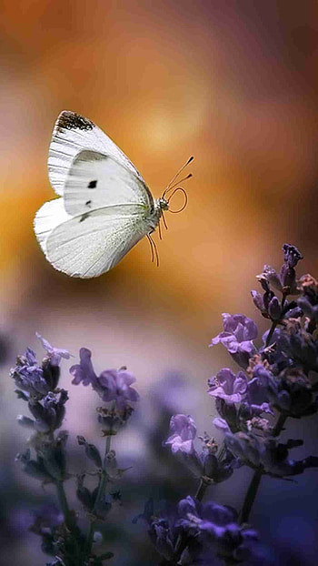 White Butterfly, Amazing, Aesthetic HD phone wallpaper