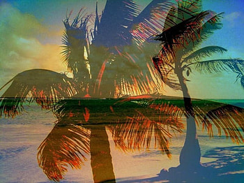 Palm Trees, nature, water HD wallpaper