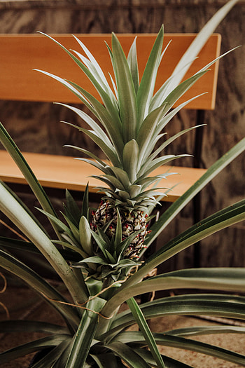 Food, Leaves, Palm, Fruit, Pineapple HD phone wallpaper