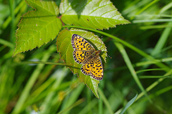 Animals, Macro, Sheet, Leaf, Insect, Butterfly, Wings HD wallpaper