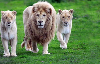 With his wives, lion, king, animals, lioness HD wallpaper
