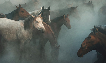 Horses Lost in The Fog, horses, fog, animals, mists HD wallpaper