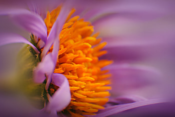 Flower, Macro, Bud, Close-Up, Pollen HD wallpaper