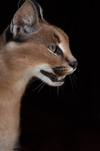 Profile, Caracal HD phone wallpaper