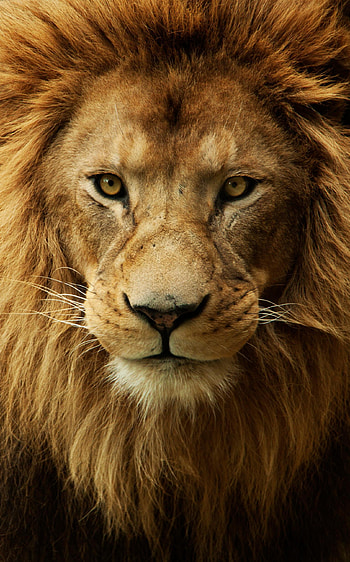 Angry Lion, Angry Face HD phone wallpaper