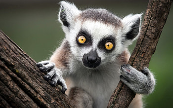Animals, Nature, Monkey, Ring-Tailed Lemur, Cat Lemur HD wallpaper
