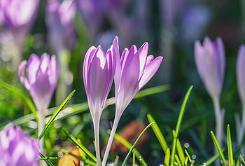 Violet crocus, close up, bud HD wallpaper