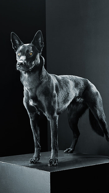 Black Dog, Breed, Dog HD phone wallpaper