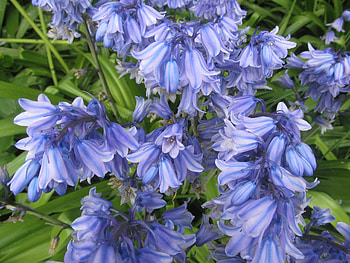 Bluebells bloom, Blooms, Flowers, Nature, Bluebells, Spring HD wallpaper