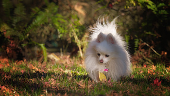 Pomeranian, Autumn dog , Vibrant orange section, Seasonal beauty HD wallpaper